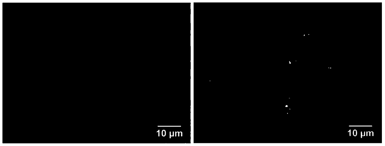 Applications of conjugated polymer pfp-g2