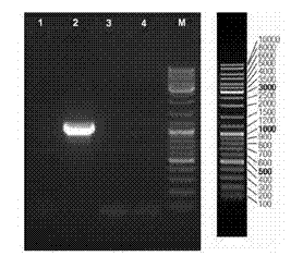 Molecular marker of pure white Hypsizygus marmoreus Finc-W-62 strain, its acquisition method and application