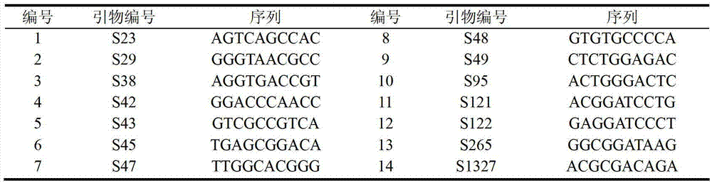 Molecular marker of pure white Hypsizygus marmoreus Finc-W-62 strain, its acquisition method and application