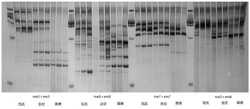 SRAP molecular marker, kit and method for identifying Pelteobagrus fulvidraco, Pelteobagrus vachelli and first filial generation and application