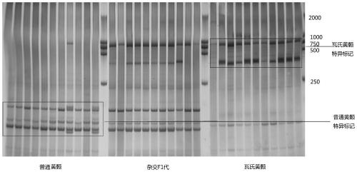 SRAP molecular marker, kit and method for identifying Pelteobagrus fulvidraco, Pelteobagrus vachelli and first filial generation and application