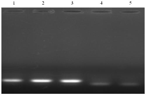 Specific amplification primers of ganoderma mitochondrion rns gene and application of specific amplification primer
