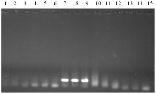 Specific amplification primers of ganoderma mitochondrion rns gene and application of specific amplification primer