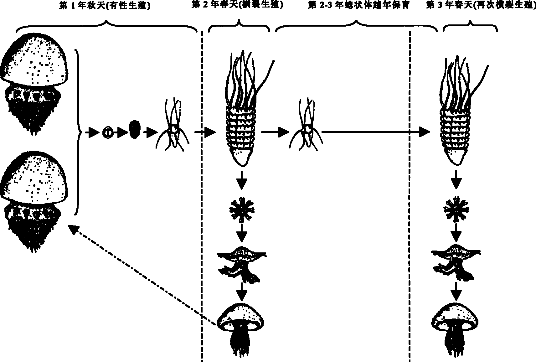 Overyearing conservation and asexual propagation method for hydranth of jellyfish