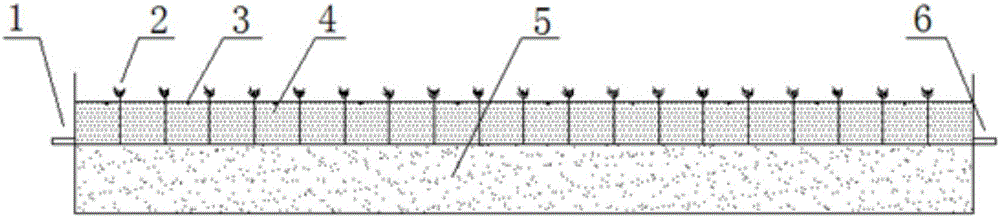 Method for enriching nontoxic green algae on surface current wetland to control water quality