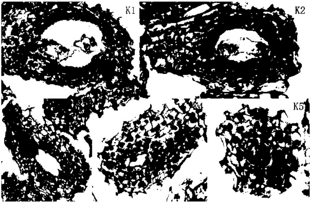 Method for cultivating male sterile tobacco haploids from unfertilized ovules