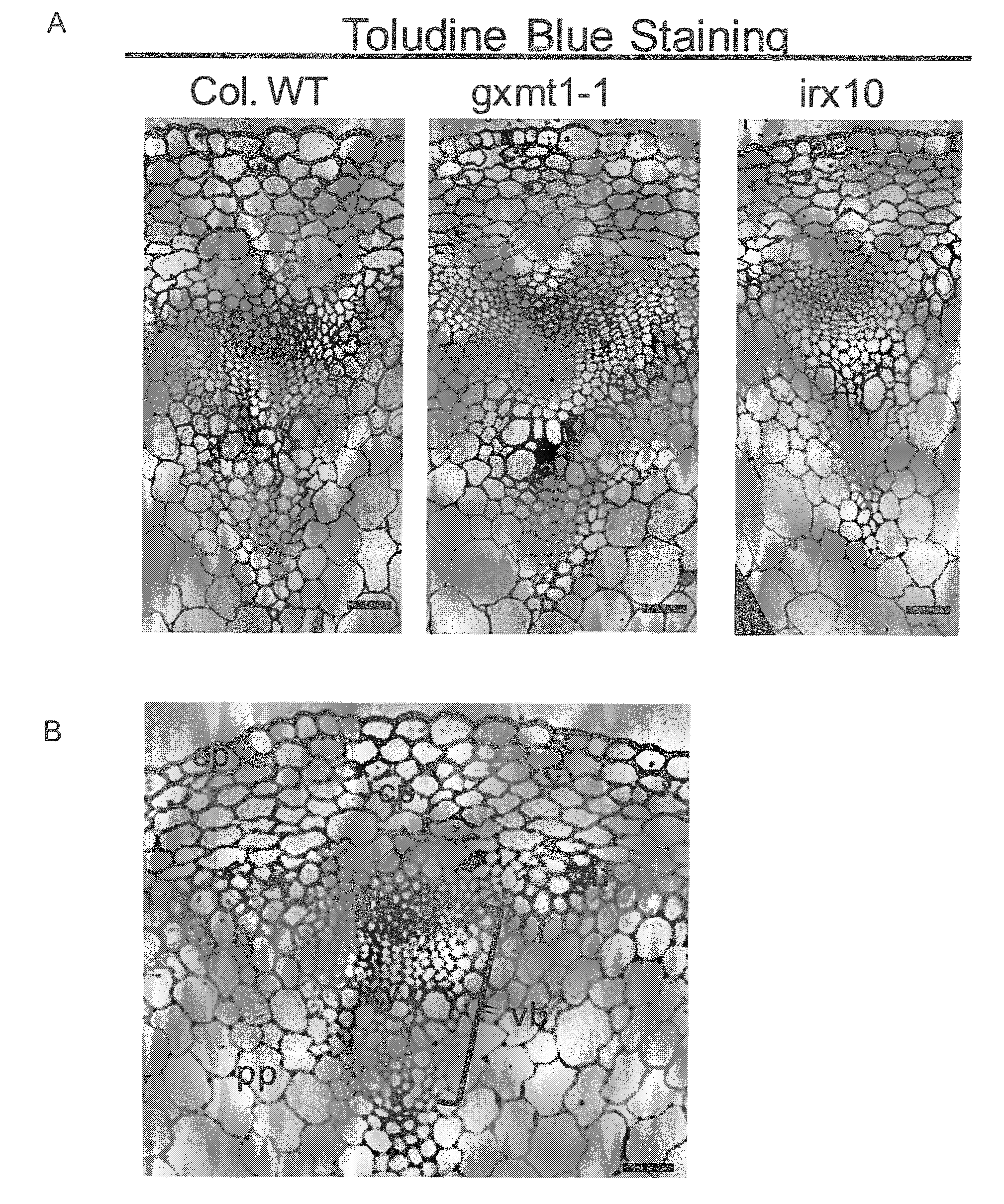 Plants with altered glucuronoxylan methyl transferase activity and methods of use