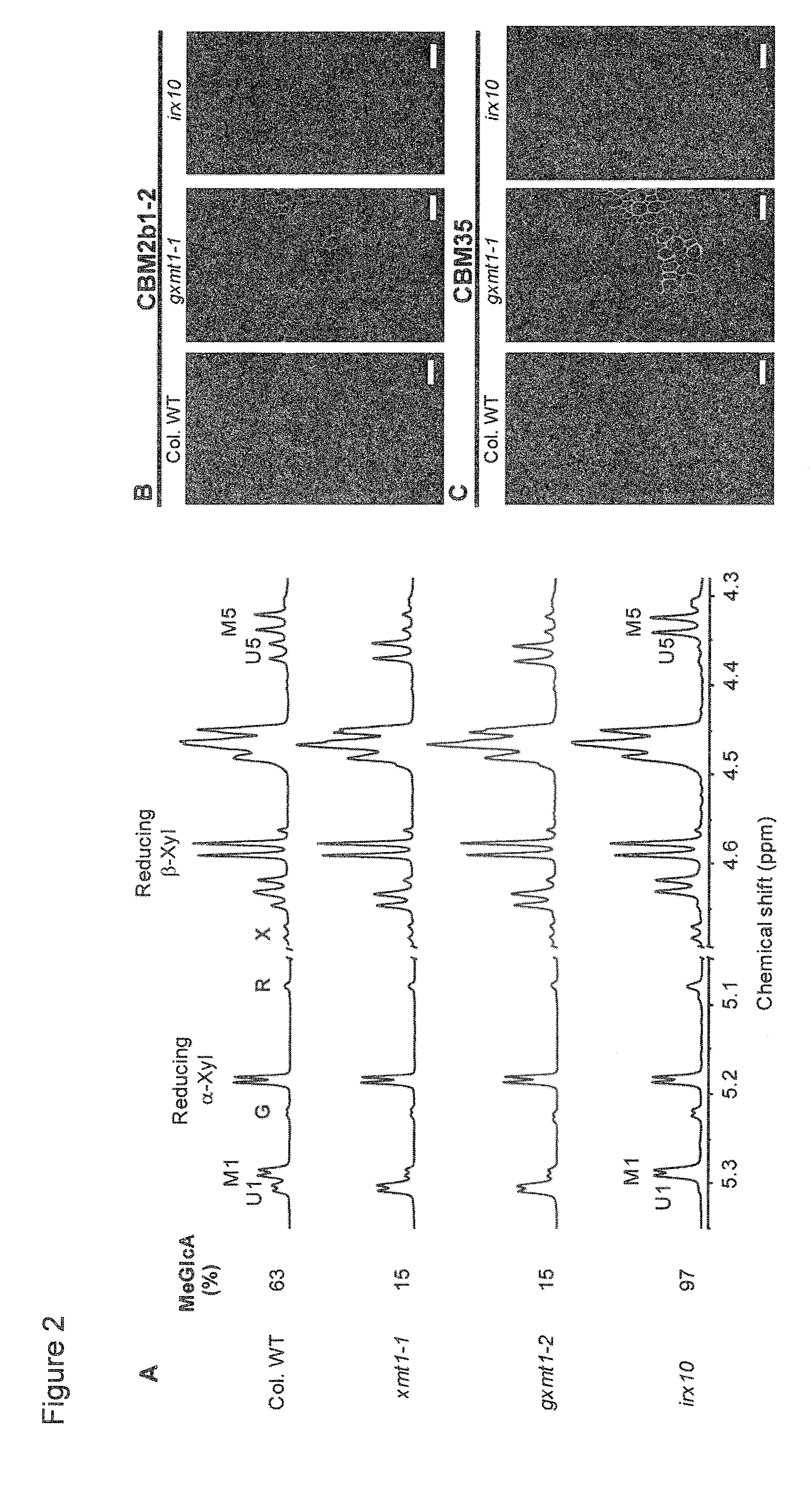 Plants with altered glucuronoxylan methyl transferase activity and methods of use