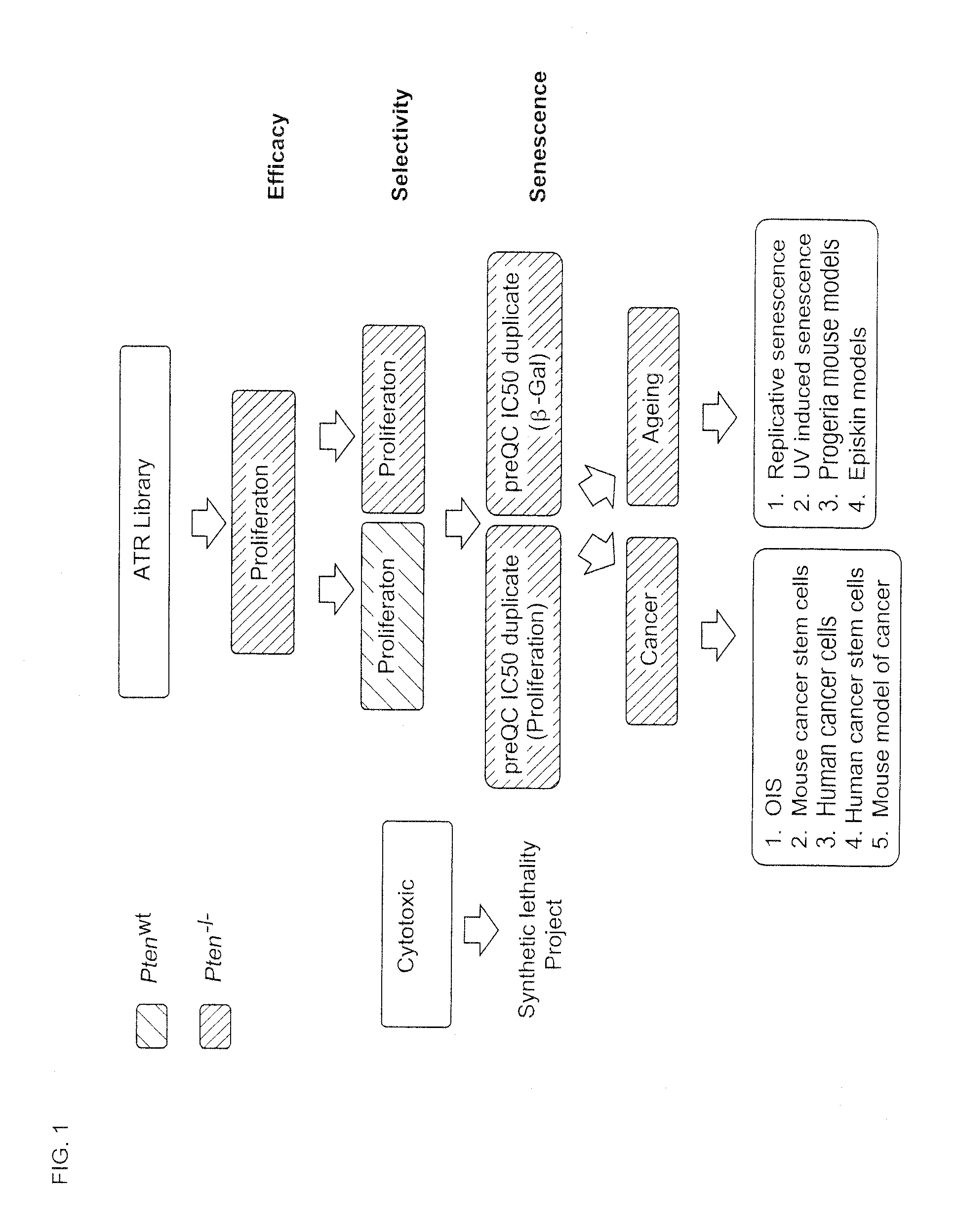 Screening method and substances for contrasting aging