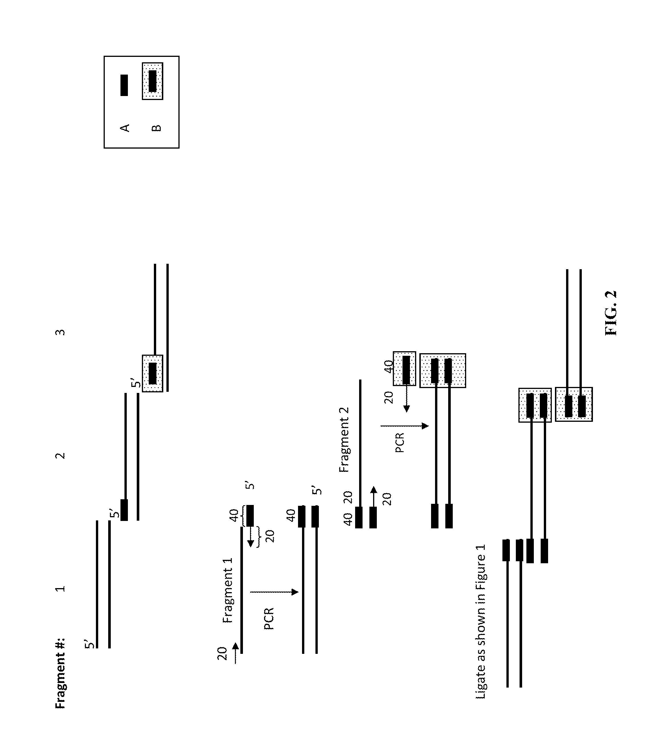 In vitro recombination method