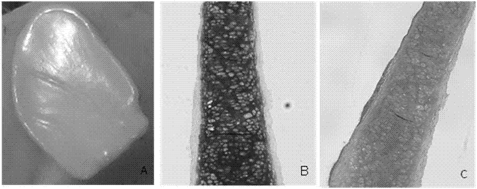 A kind of articular cartilage graft and preparation method thereof