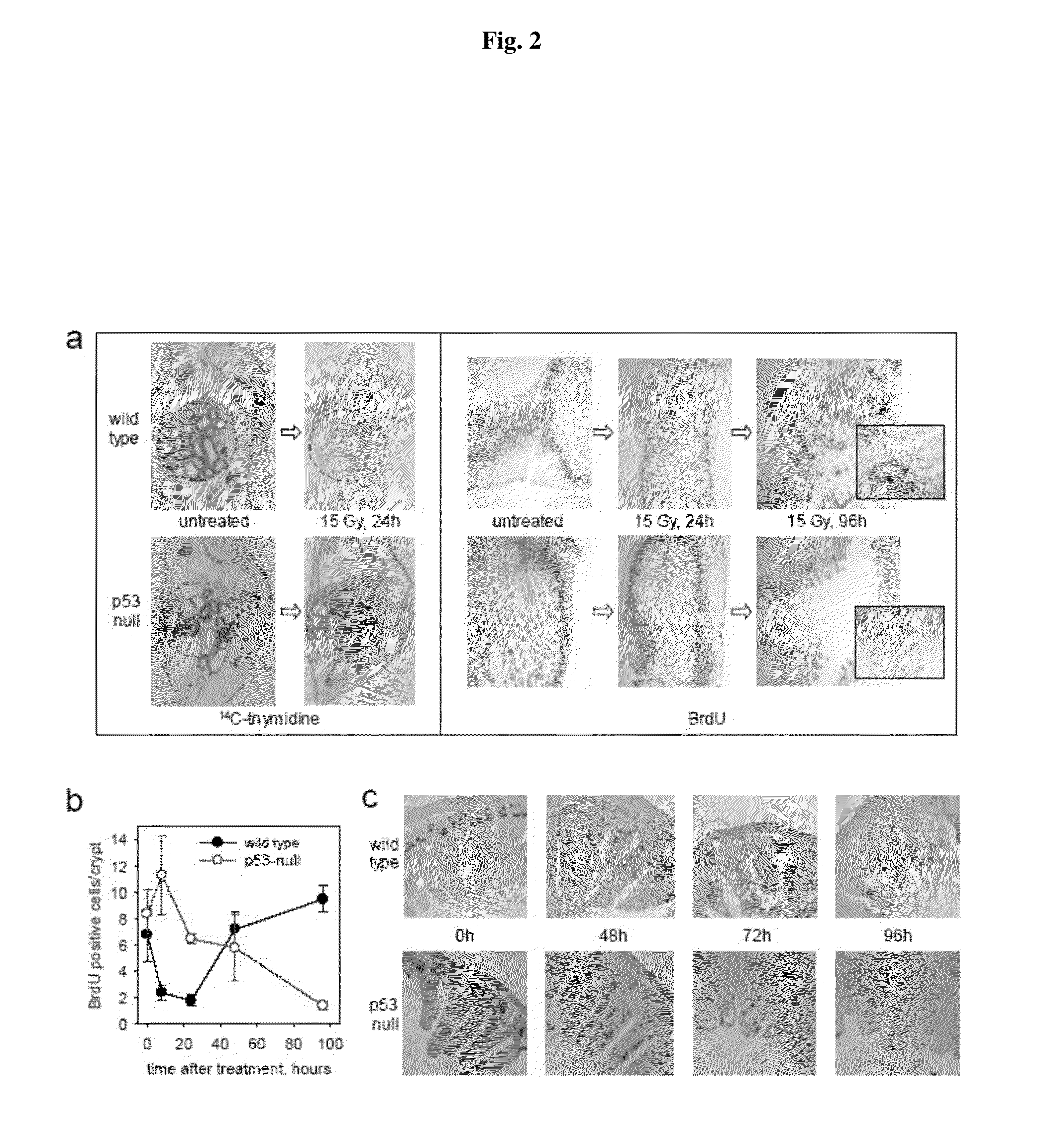 Method for reducing the effects of chemotherapy using flagellin related polypeptides