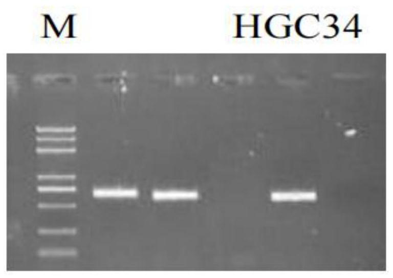 High-temperature-resistant pichia guilliermondii strain HGC34 and application of high-temperature-resistant pichia guilliermondii strain HGC34 in livestock and poultry manure deodorization and degradation