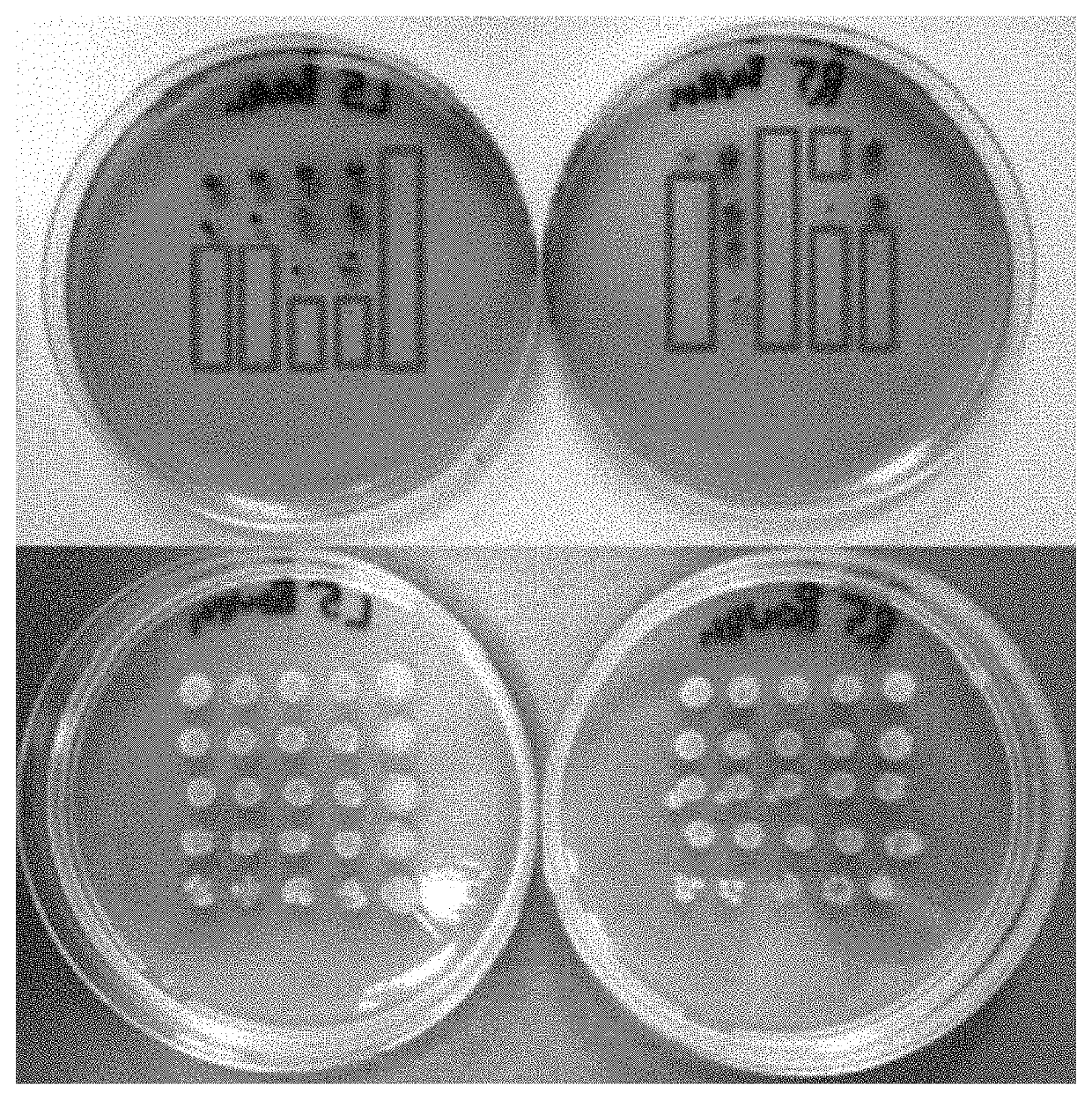 Pseudomonas strains and consortia thereof for use in protection against plant diseases