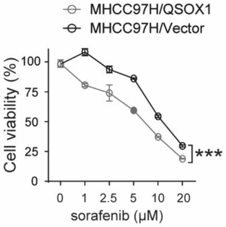 Application of combination of sulfhydryl oxidase 1 agonist and sorafenib in preparation of liver cancer treatment cells
