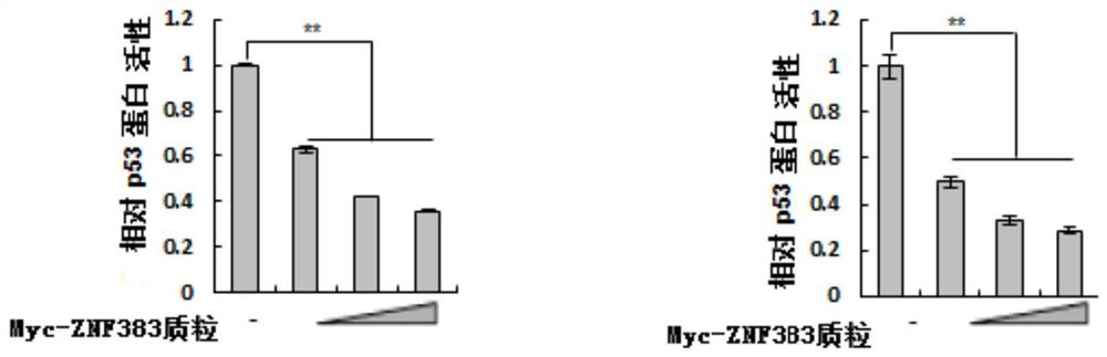 Application of znf383 protein in preparation of products inhibiting p53 protein activity