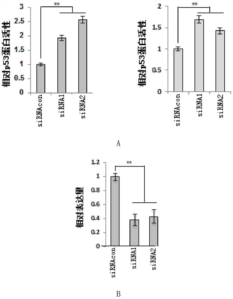 Application of znf383 protein in preparation of products inhibiting p53 protein activity