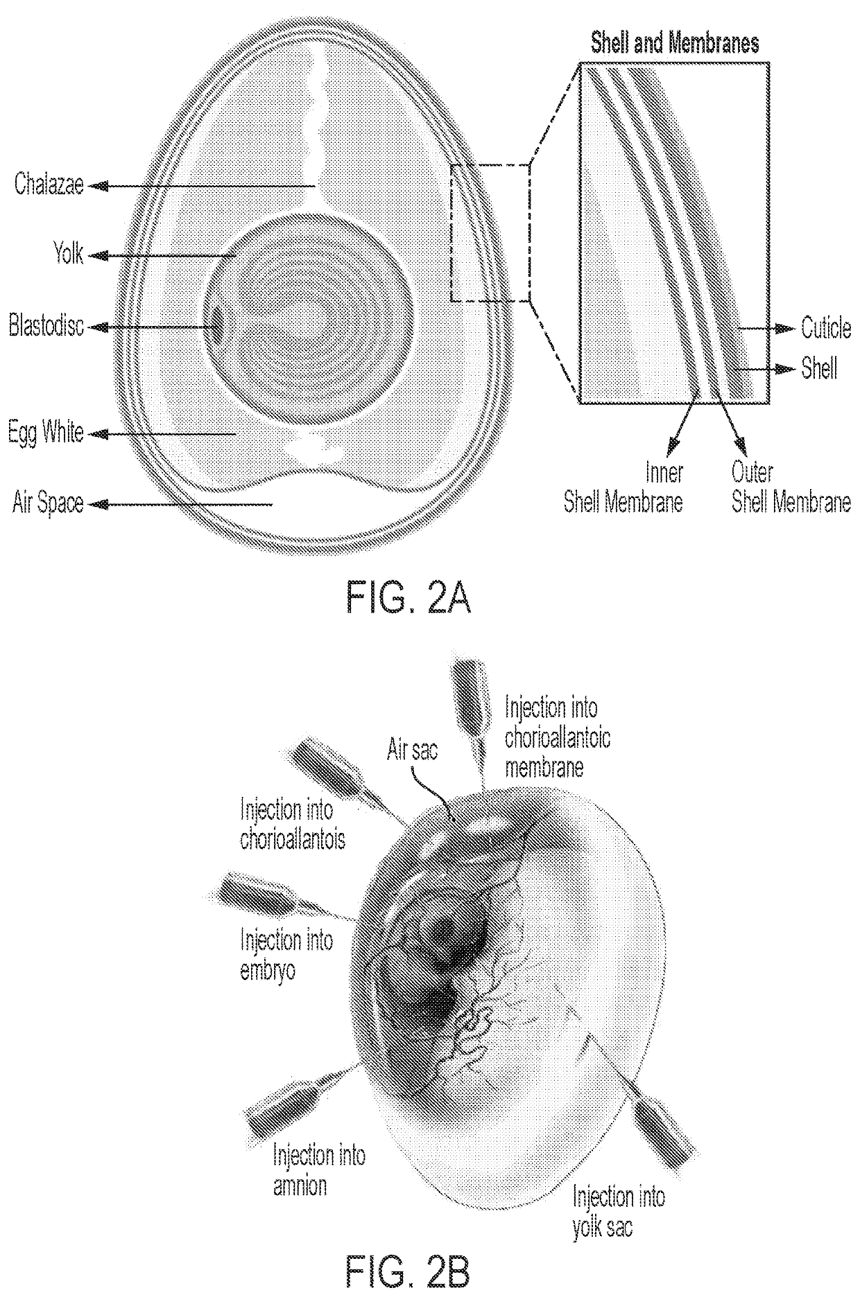 Improved production of recombinant aav using embryonated avian eggs