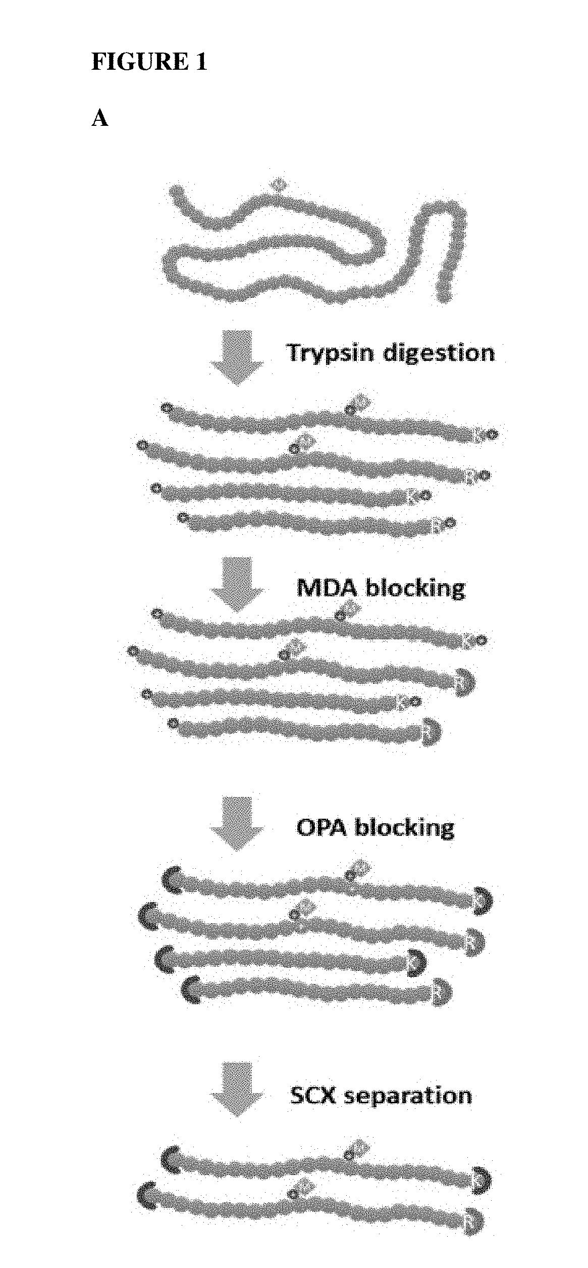 Method for profiling protein methylation