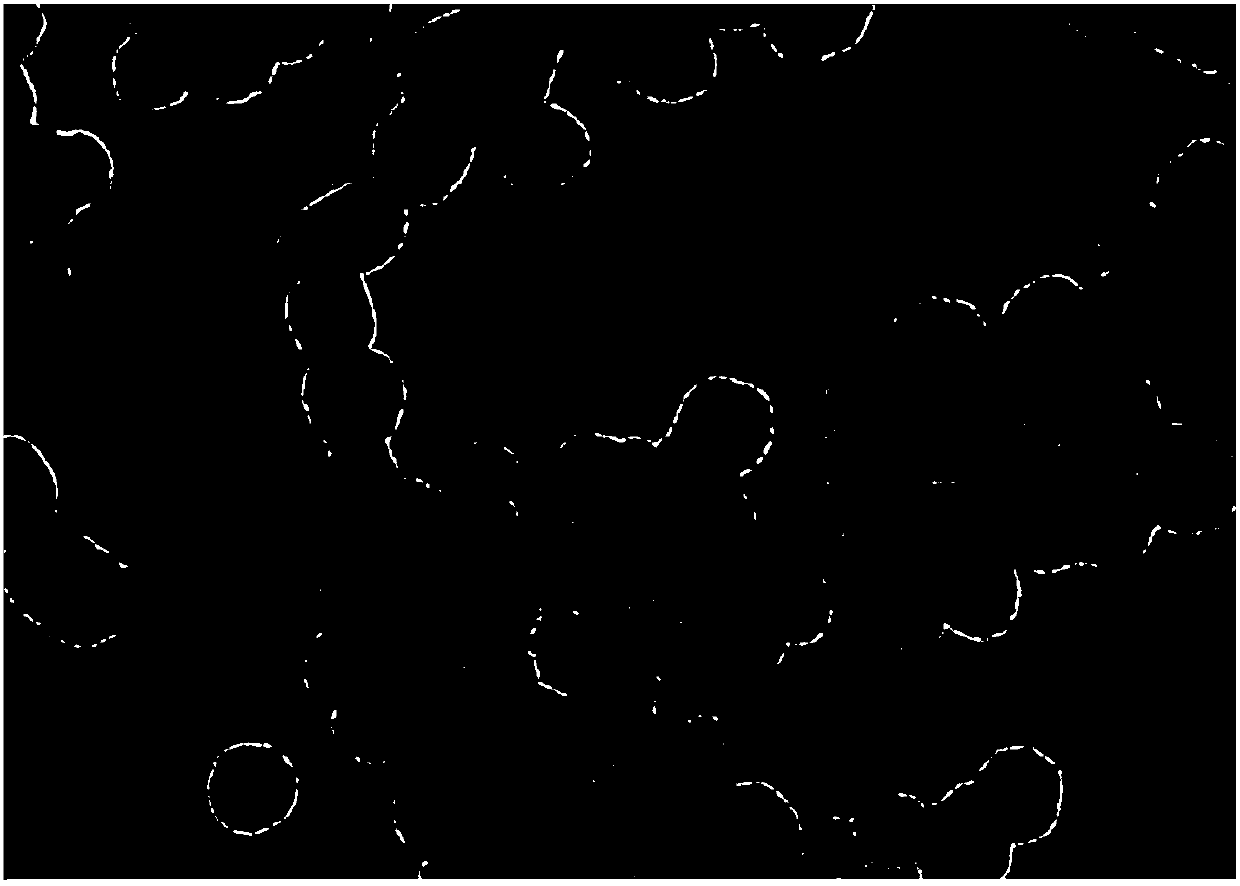 Lignosulfonate-silicon dioxide mesoporous nanosphere and preparation method thereof