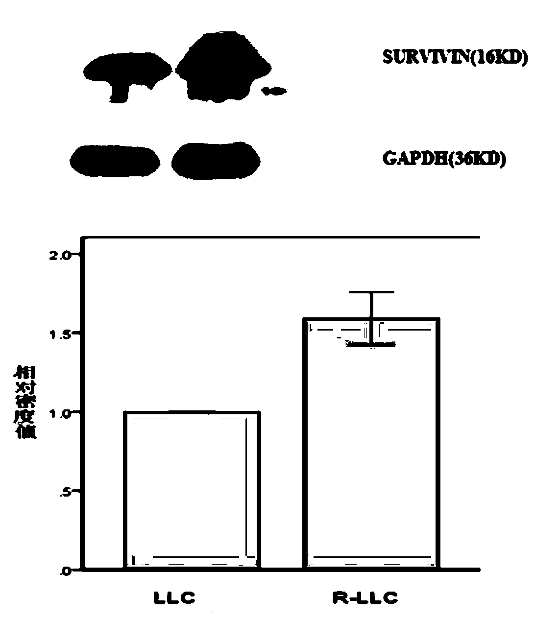 A kind of radioresistance lung cancer whole cell vaccine and its preparation method and application