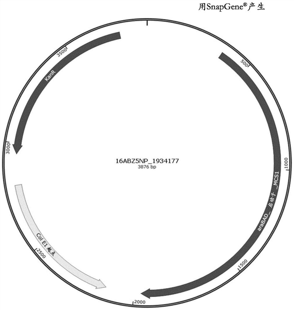 Method for reducing misincorporation of non-canonical branched-chain amino acids