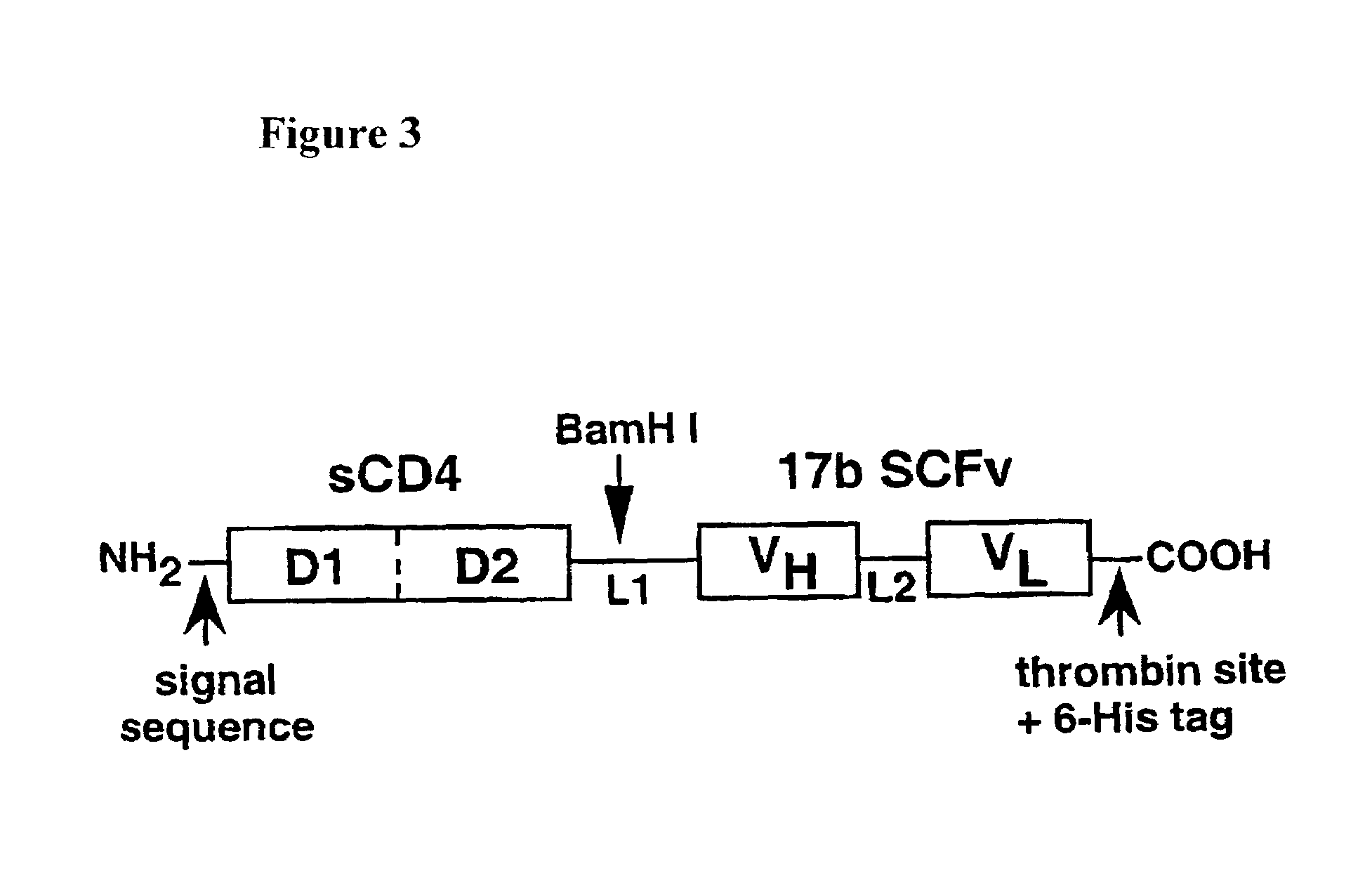 Chimeric protein for prevention and treatment of HIV infection