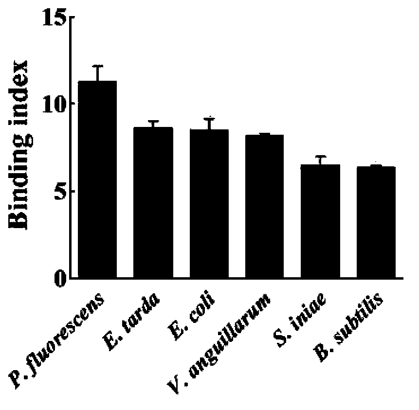 Galectin-3 binding protein, preparation and application thereof