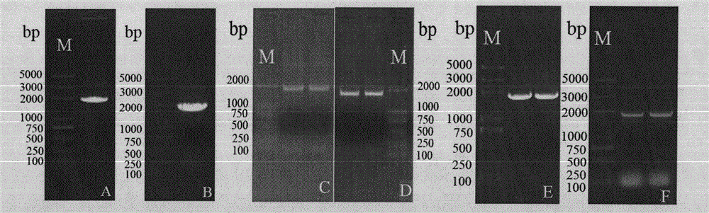 Cabbage-type rape TT8 gene families and applications thereof