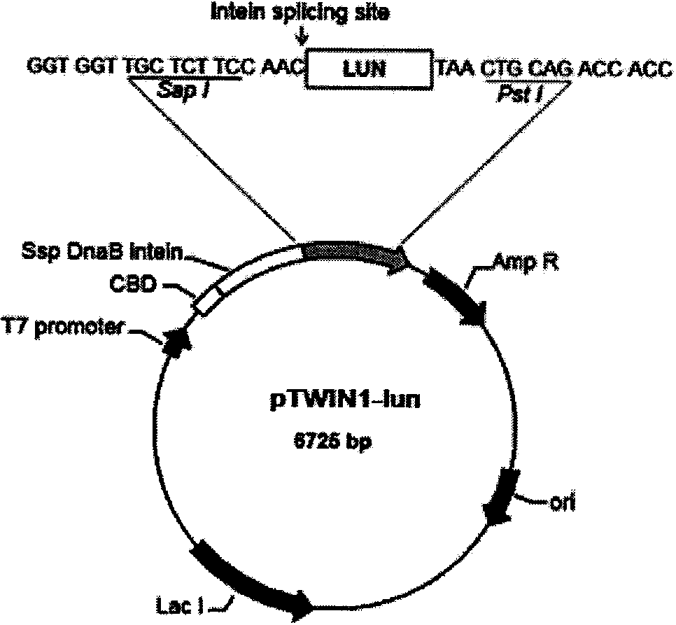 Method for separating and purifying fusion protein containing chitin binding domain