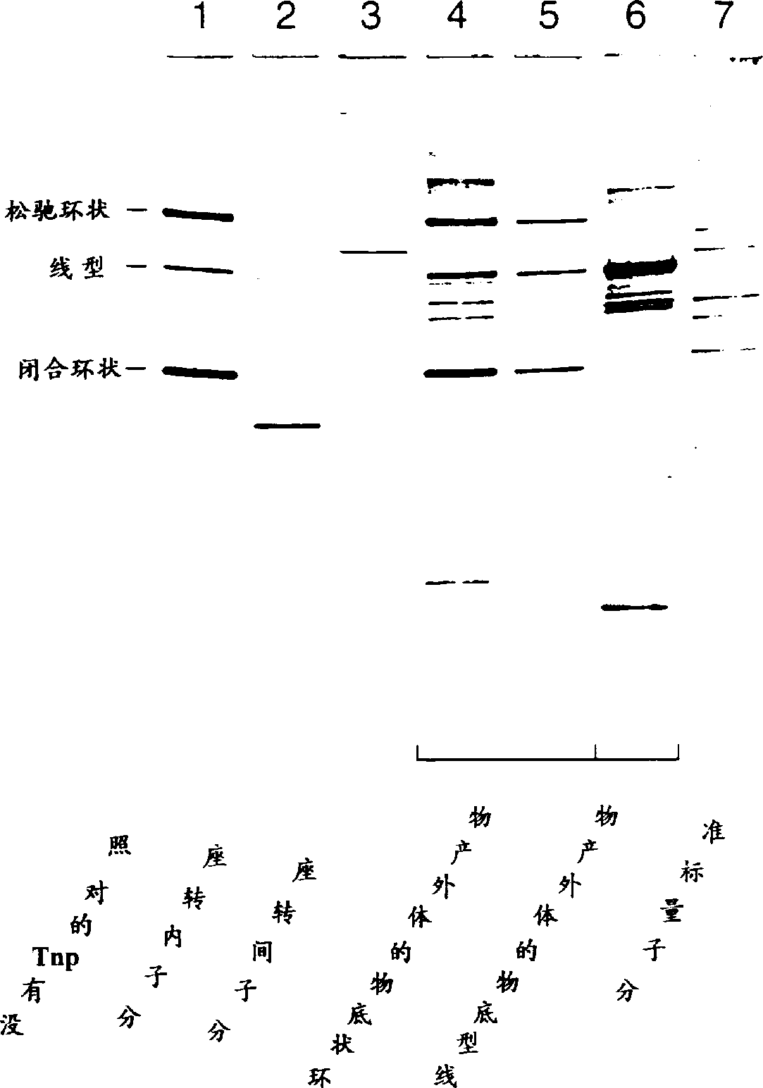 System for in vitro transportation using modified TN5 transposase