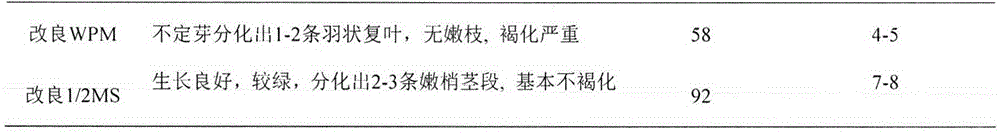 A kind of in vitro propagation method of Zhongshan fir variety 136