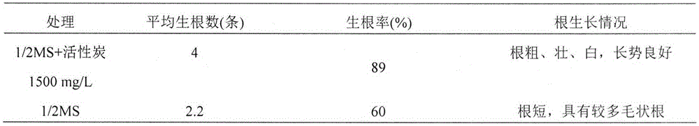 A kind of in vitro propagation method of Zhongshan fir variety 136