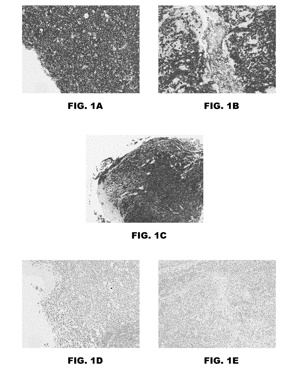 Compositions and methods for simultaneous inactivation of alkaline phosphatase and peroxidase enzymes during automated multiplex tissue staining assays