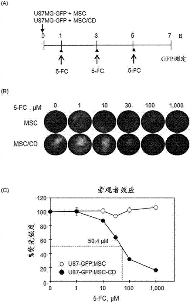 Cell therapeutic agent for cancer treatment and combination therapy with same