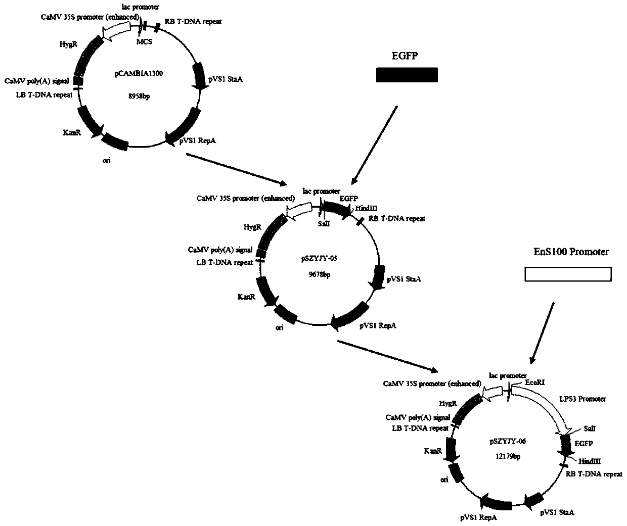 Identification and application of plant endosperm specific expression promoter pOsEnS100