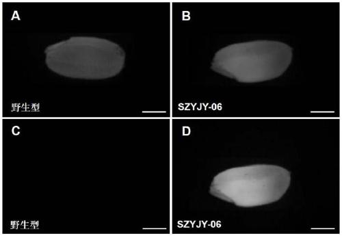 Identification and application of plant endosperm specific expression promoter pOsEnS100