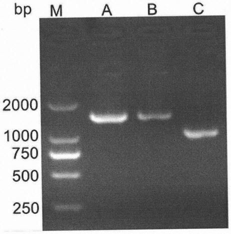 Avian leukemia resistance molecular marker tva304-305insGCCC in chicken subgroup A and application of marker