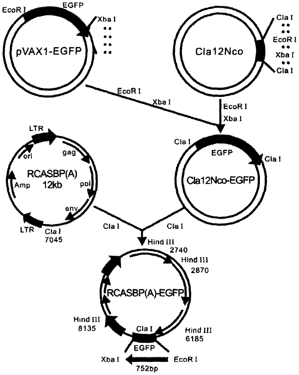 Avian leukemia resistance molecular marker tva304-305insGCCC in chicken subgroup A and application of marker