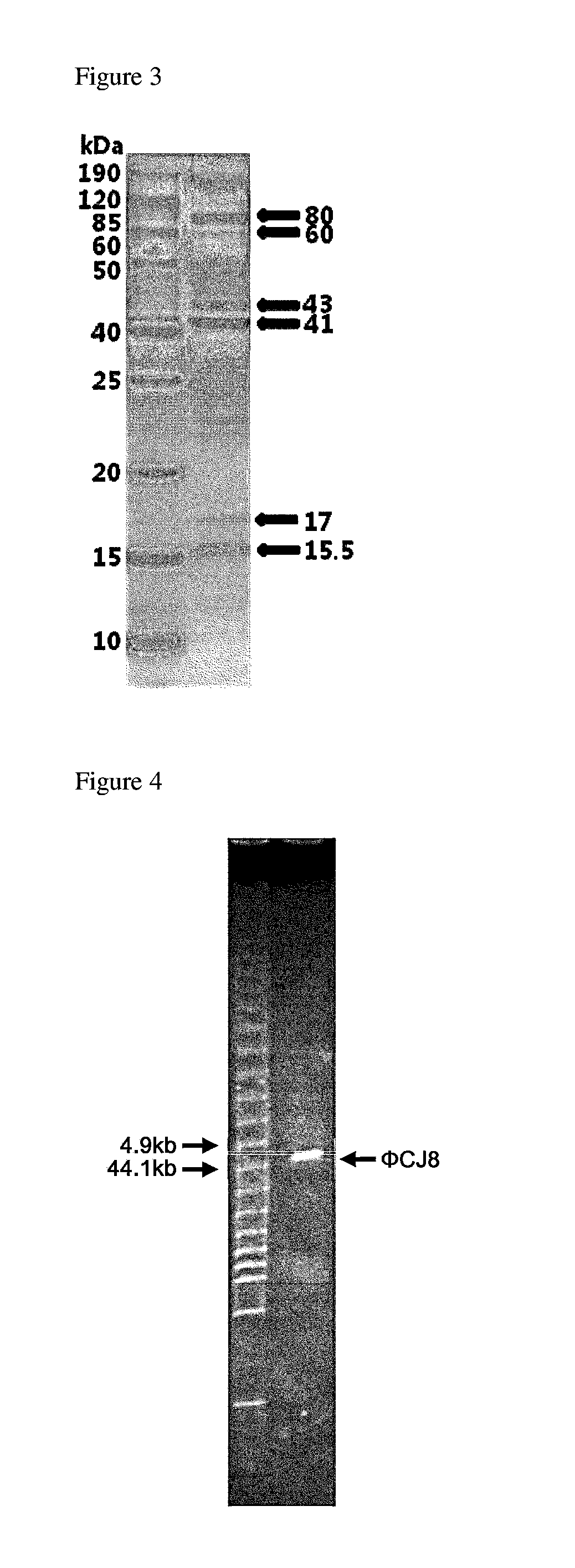 Bacteriophage of the siphoviridae family and antibacterial compositions comprising the same