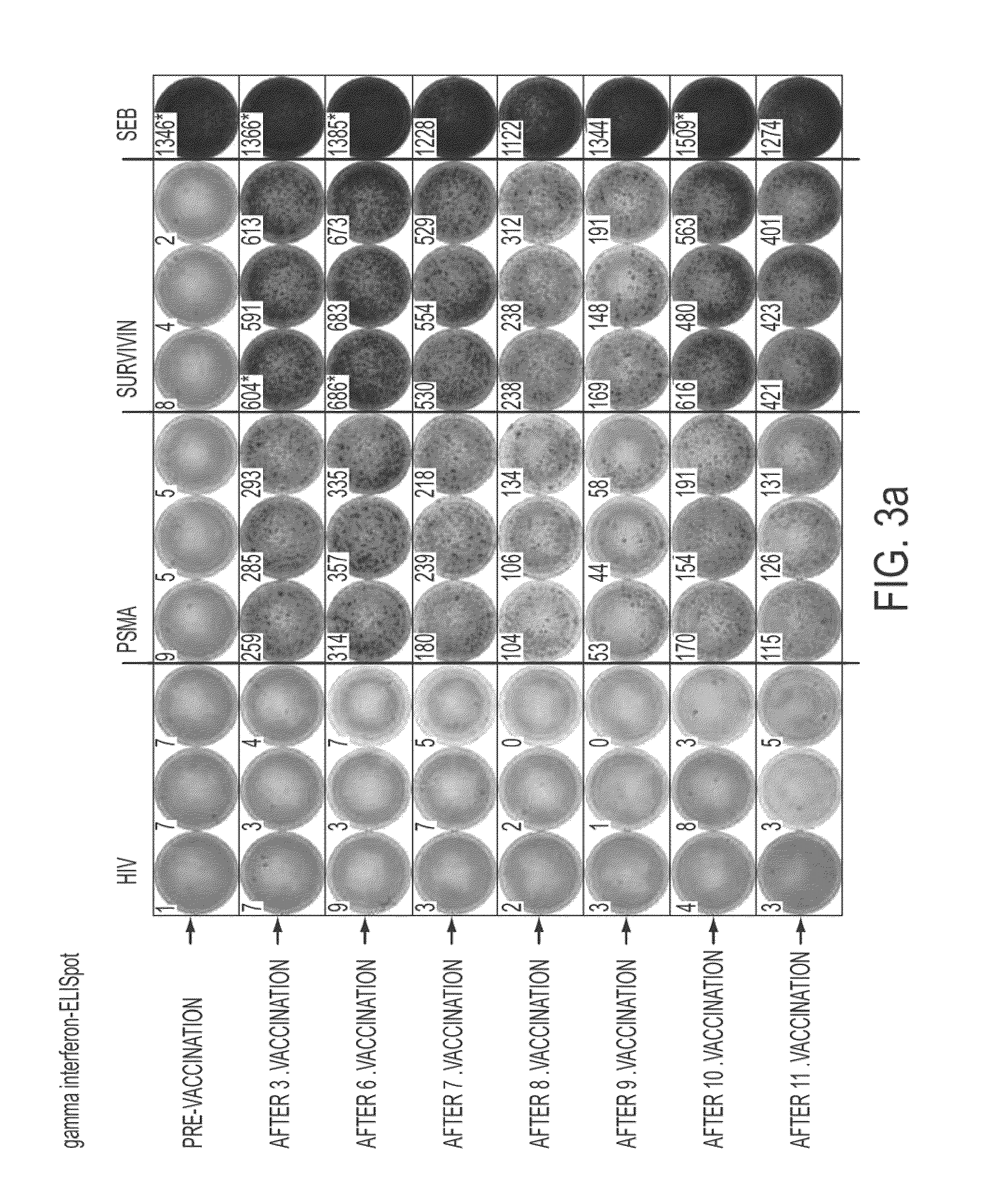 Composition of tumor-associated peptides and related anti-cancer vaccine for the treatment of gastric cancer and other cancers