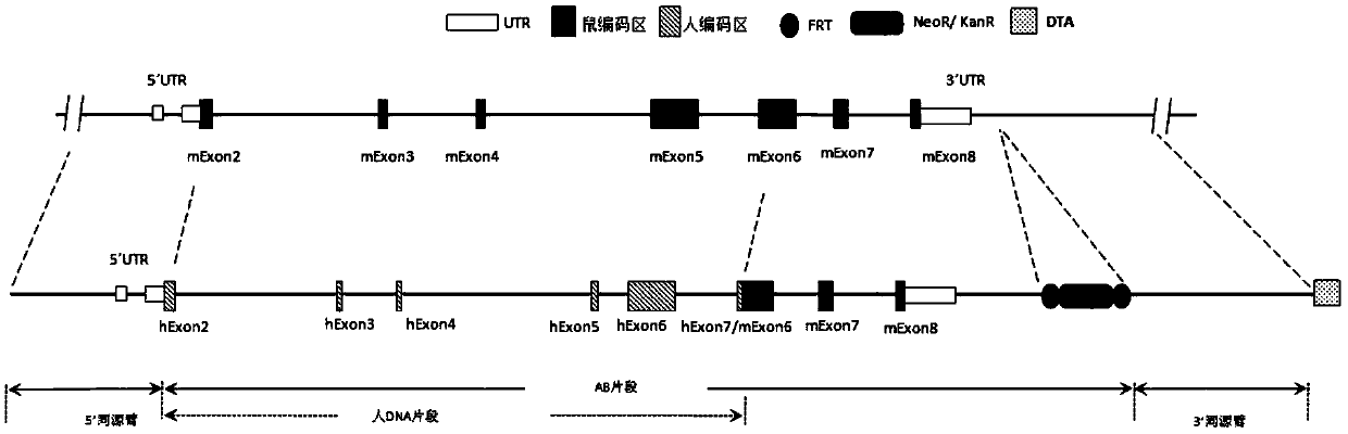 Preparation method and application of humanized CD3 genetically-modified animal model