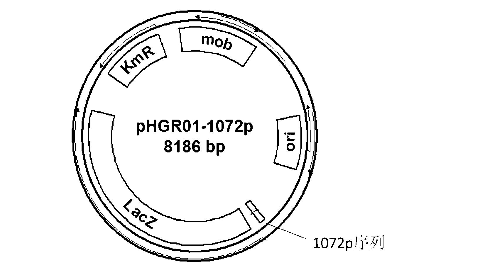 Reporting system for detecting cyclic diguanylic acid (c-di-GMP) content in living cells and application of reporting system