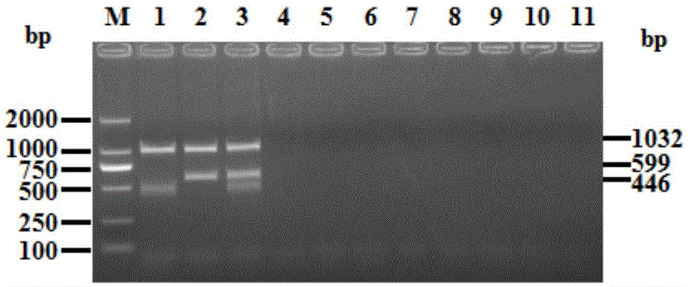 A rapid dual PCR method for genotype identification of duck circovirus