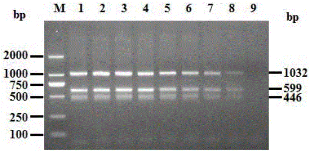 A rapid dual PCR method for genotype identification of duck circovirus