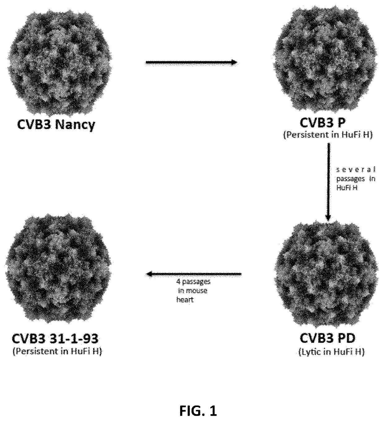 Method for treating cancer with a Coxsackievirus B3 (CVB3) variant