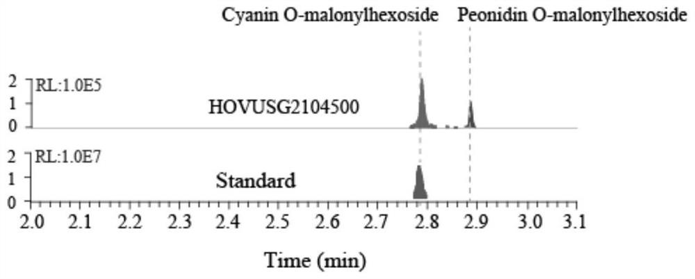 New application of highland barley cyanidin oxygen methyltransferase gene