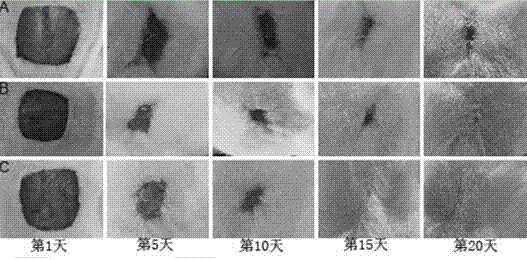 Preparation method and application of capsaicin-collagen sponge