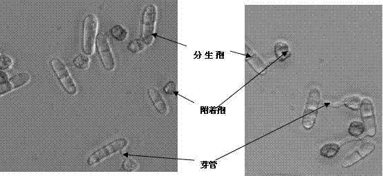Fungus spore germination carrying membrane and production method thereof