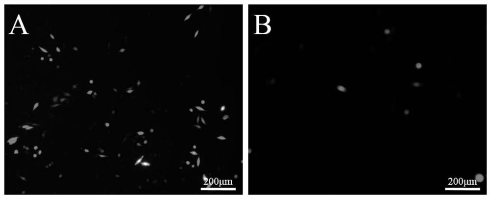 Preparation method of zwitterionic hydrogel, crosslinking agent and polymer for postoperative anti-adhesion